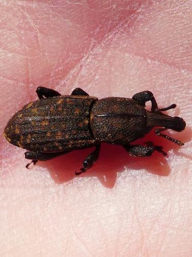 Neoplinthus tigratus